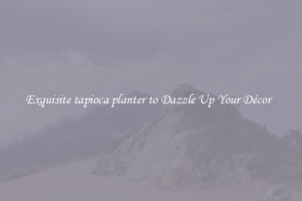 Exquisite tapioca planter to Dazzle Up Your Décor  